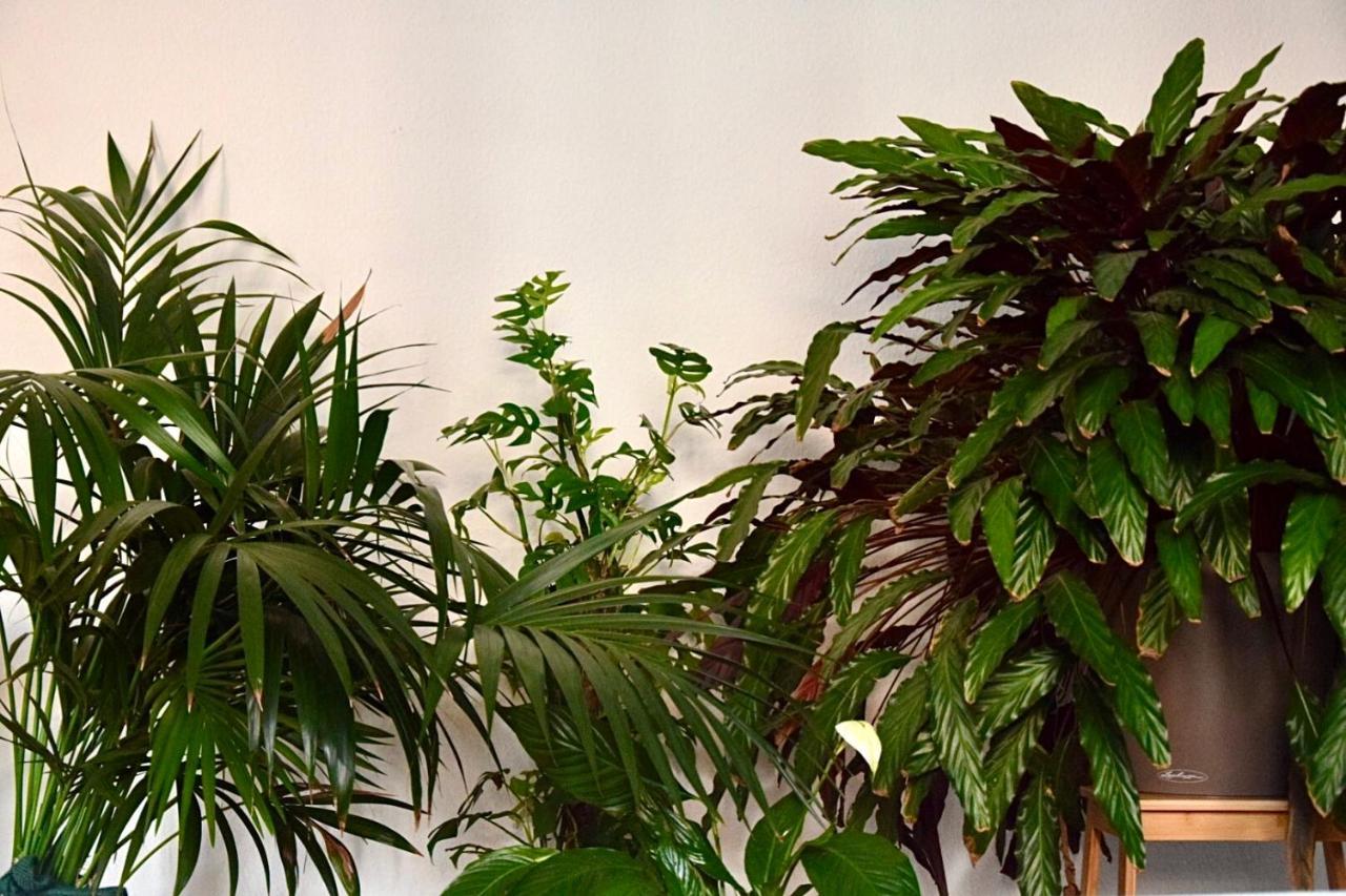 Greenbnbs: Cozy Urban Jungle In The City Centre Έσσεν Εξωτερικό φωτογραφία